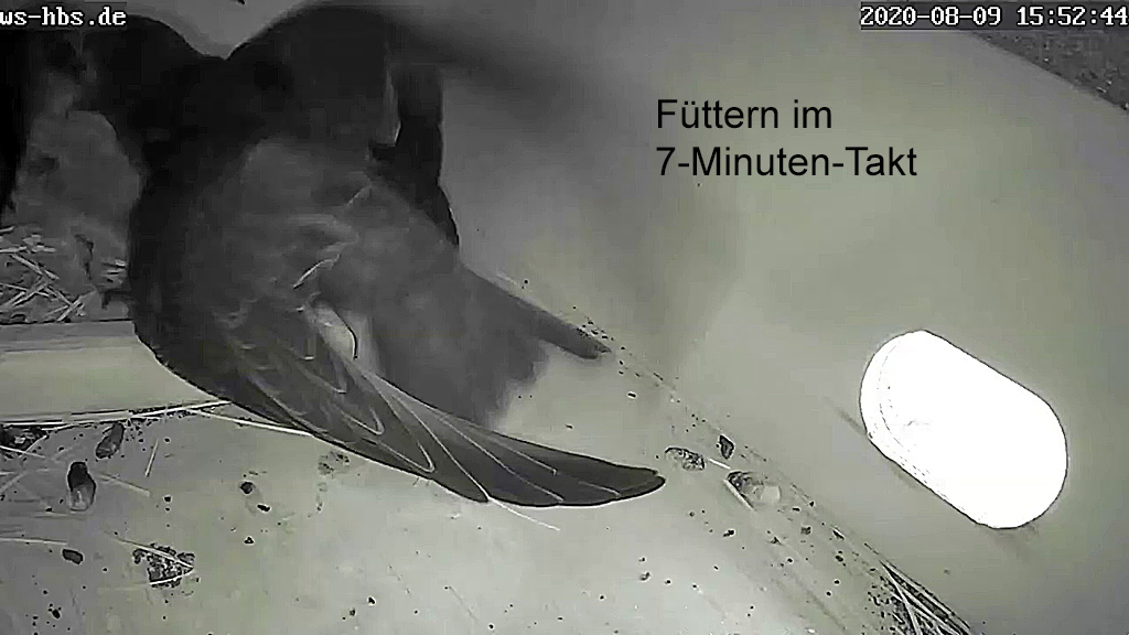 Mauersegler - 5x Fuetterung